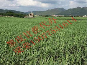 博白縣三灘鎮(zhèn)榮生農副產品購銷部詳情介紹