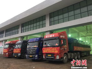 海口大型公益性農副產品批發(fā)市場啟動試運營，39家一級批發(fā)商入駐開啟惠民新篇章